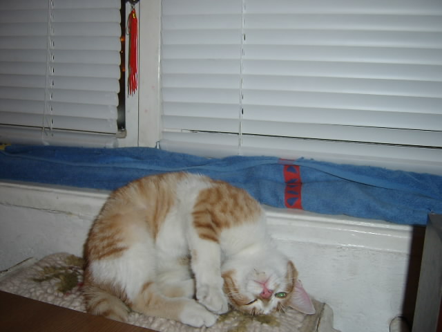 Gatti
